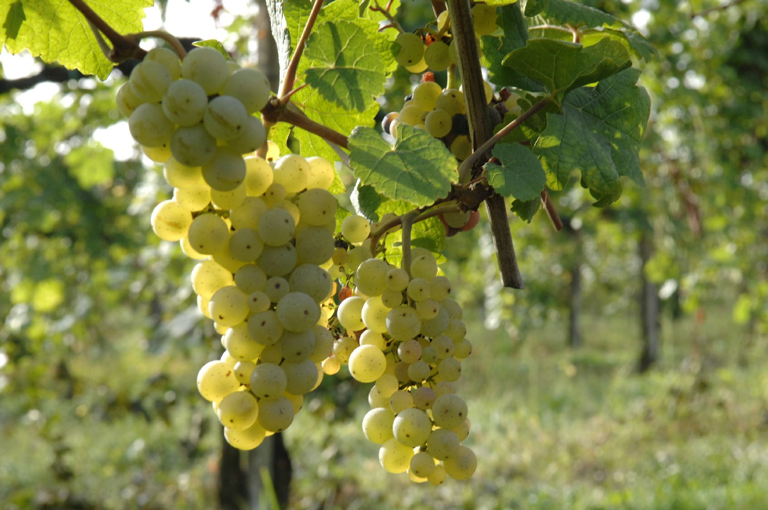 Foto von Manzoni Bianco