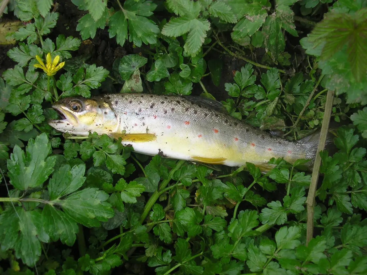 Foto von Peixe de rio