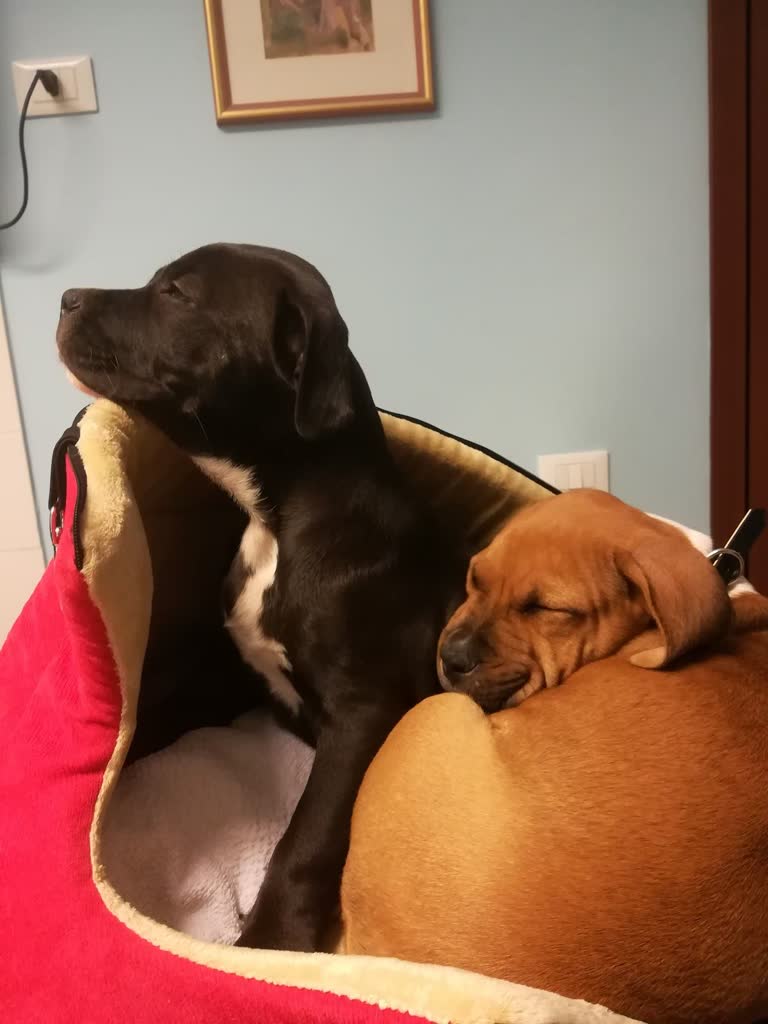 Ambulatorio Veterinario Saint Joseph - Treviso